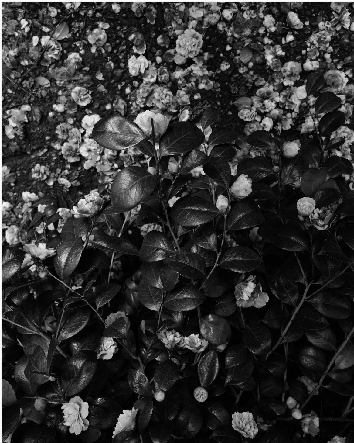 B&W