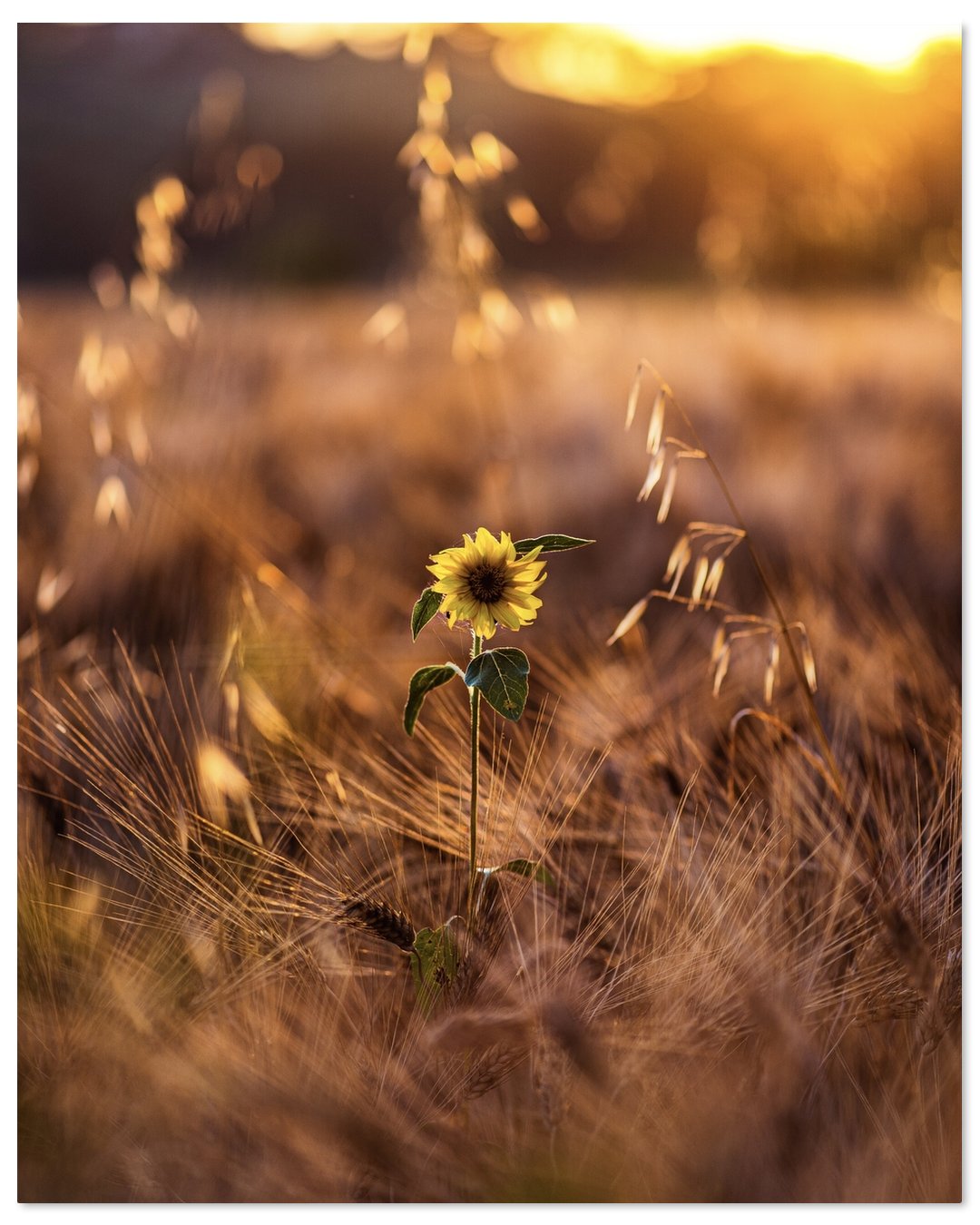 Little sunflowers growing up