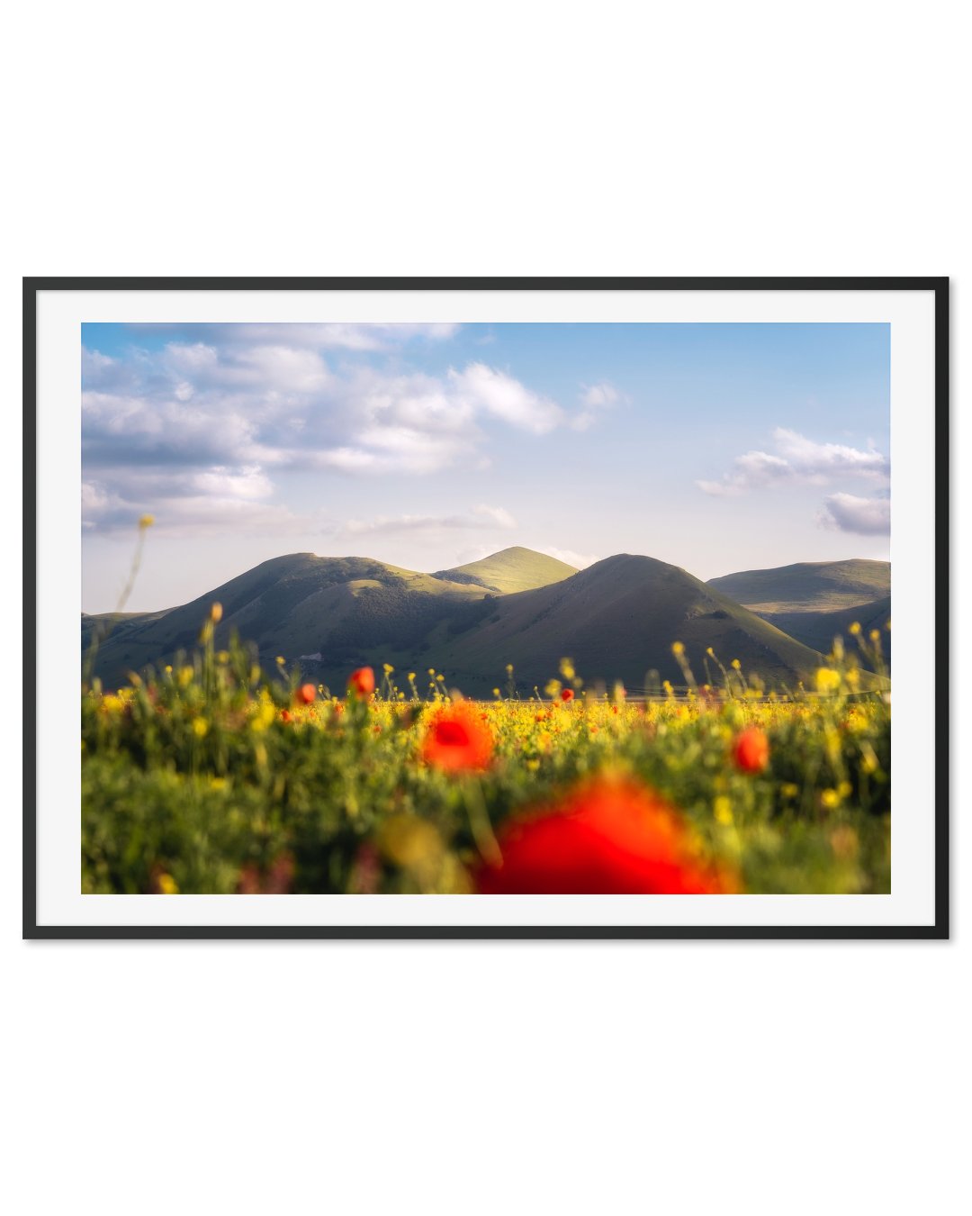 Red poppies