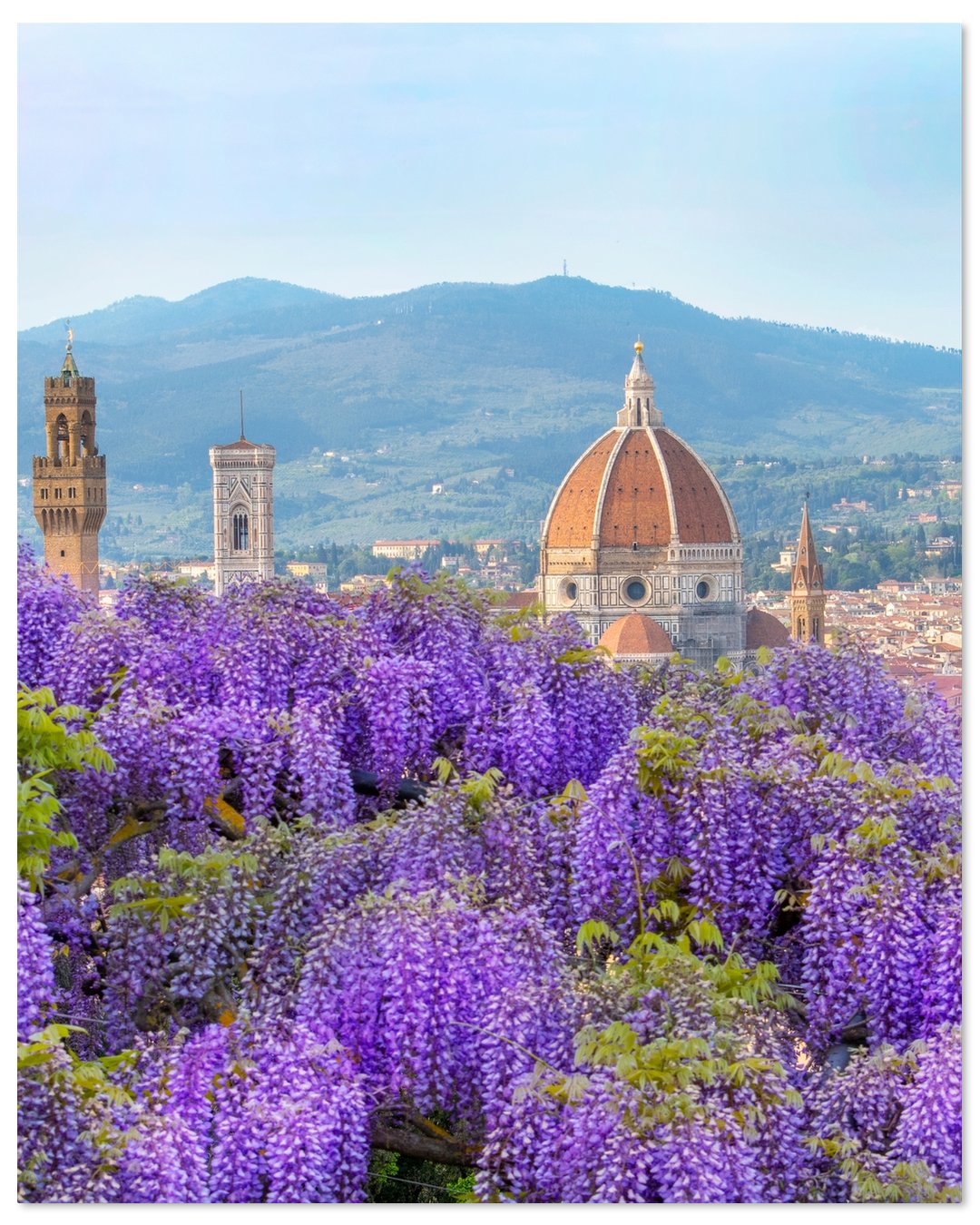 Firenze il Glicine
