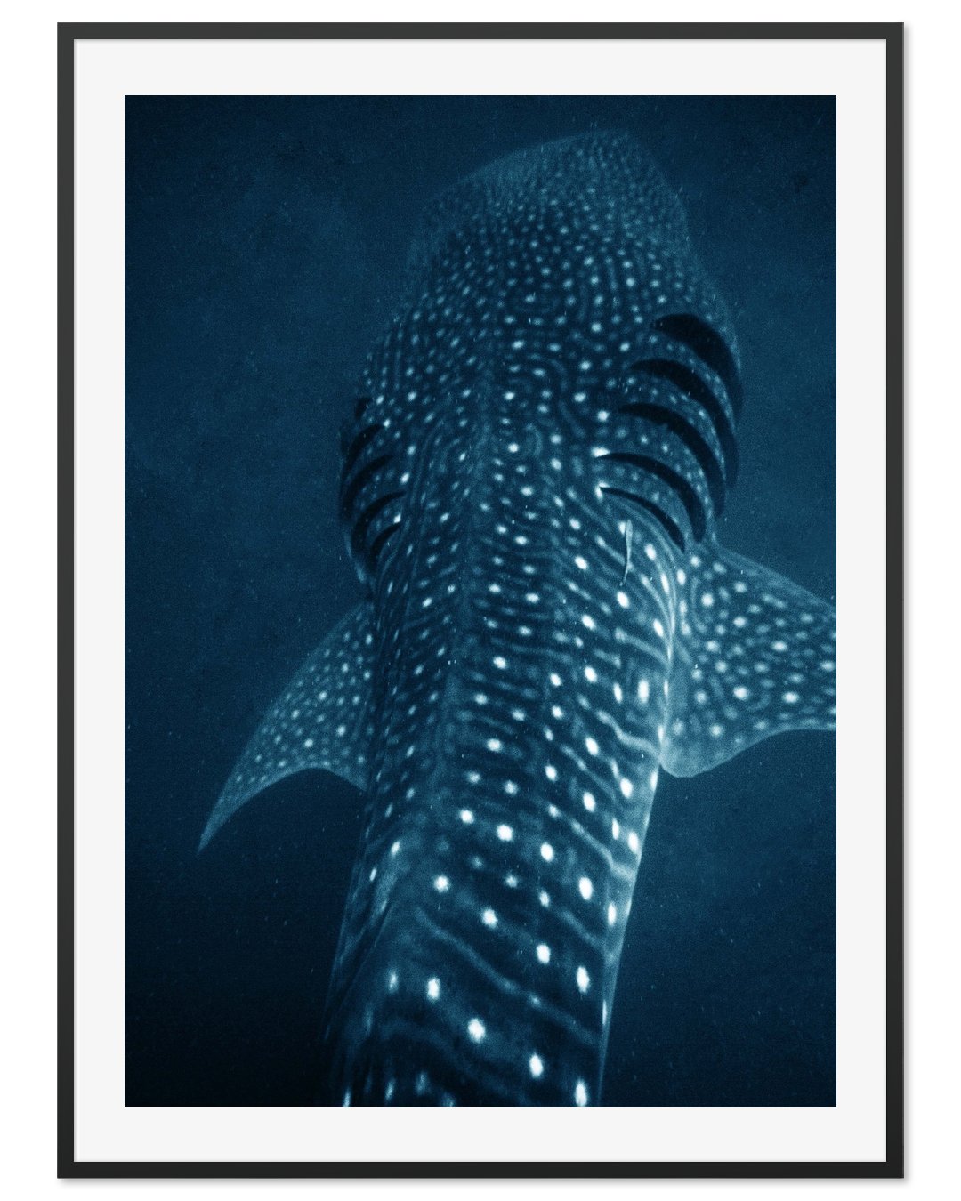 Whale Sharks Dance