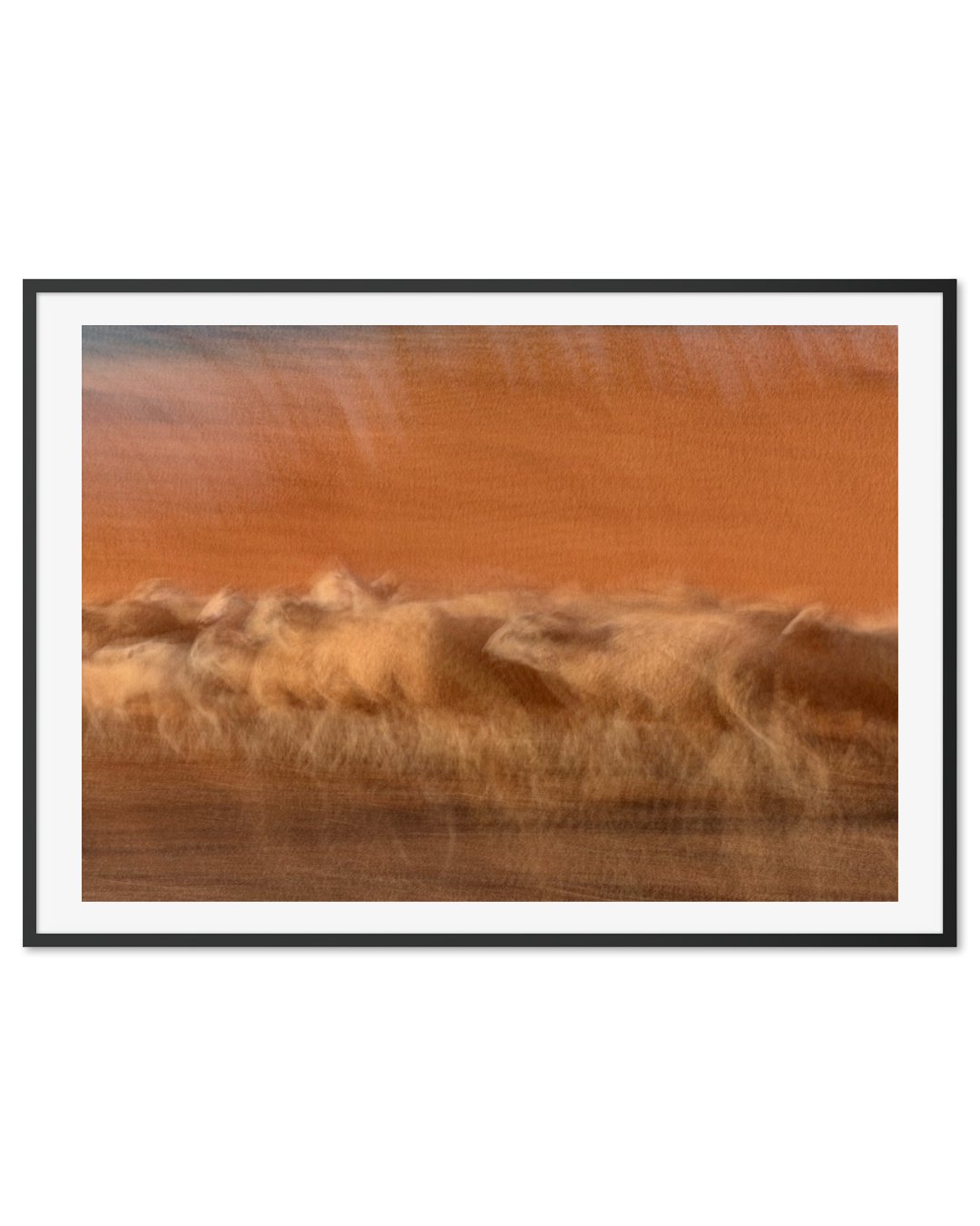 Moroccan Sheep