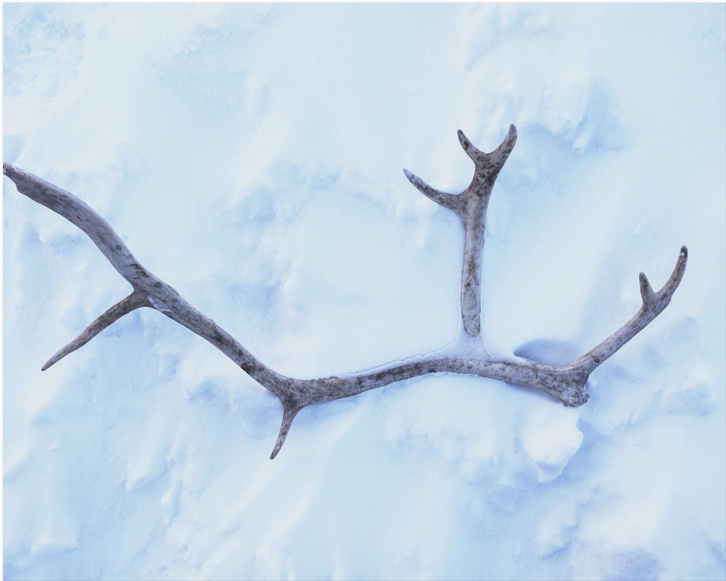 Magic Winter