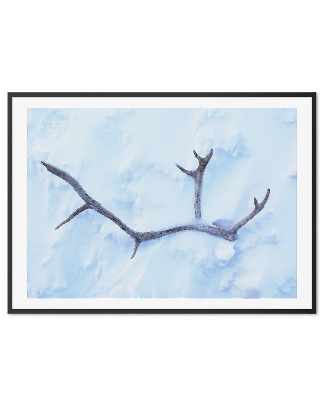 Reindeer Horn