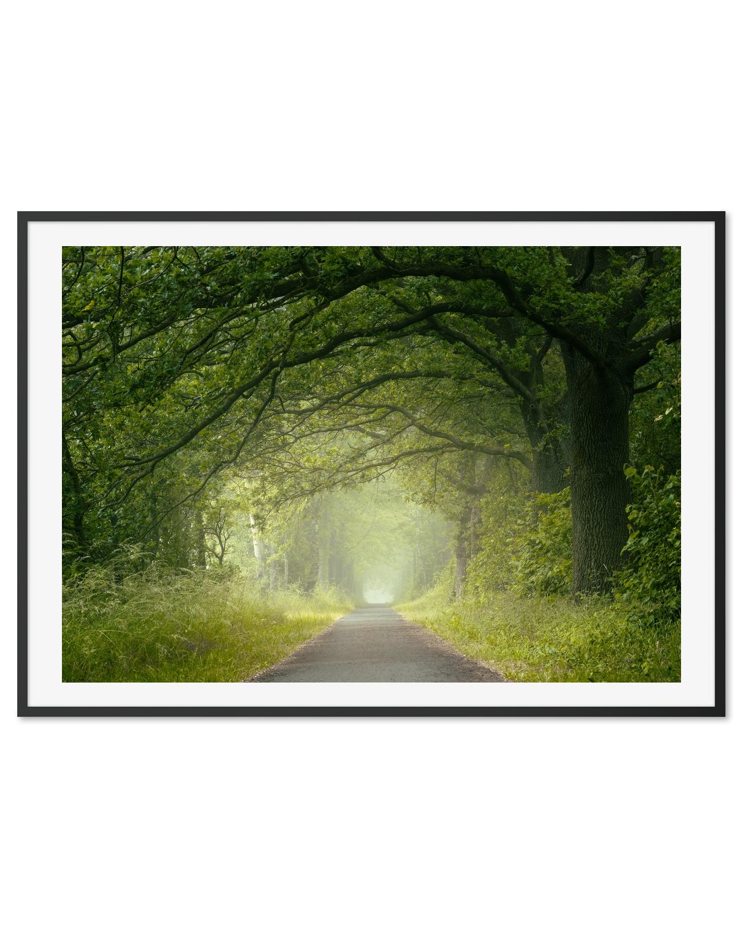 Avenue on a foggy summer morning