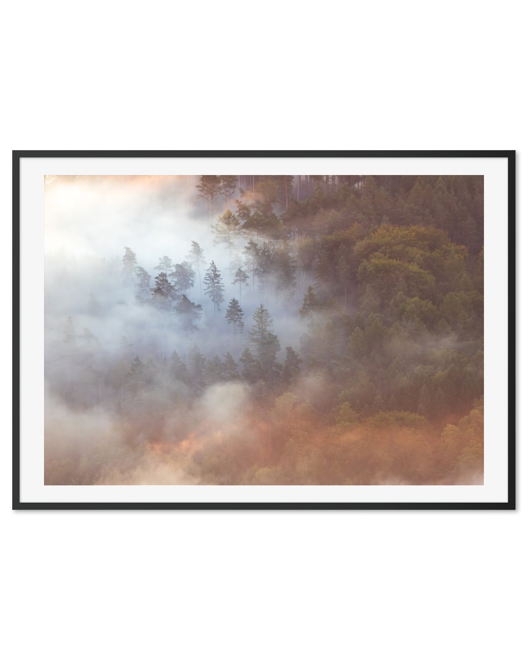 Morning fog in the forest