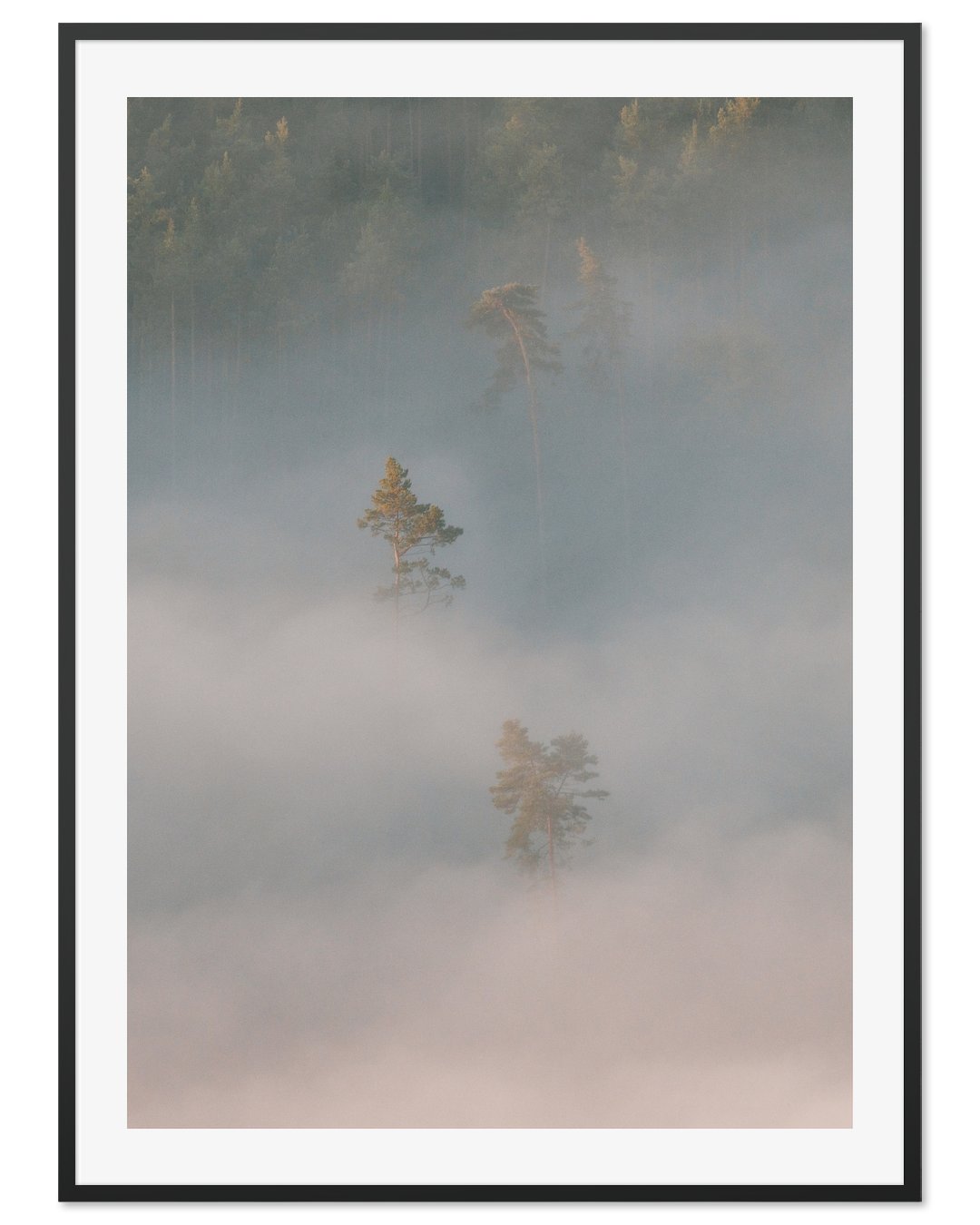 Fog-shrouded tree island in the Lilienstein valley