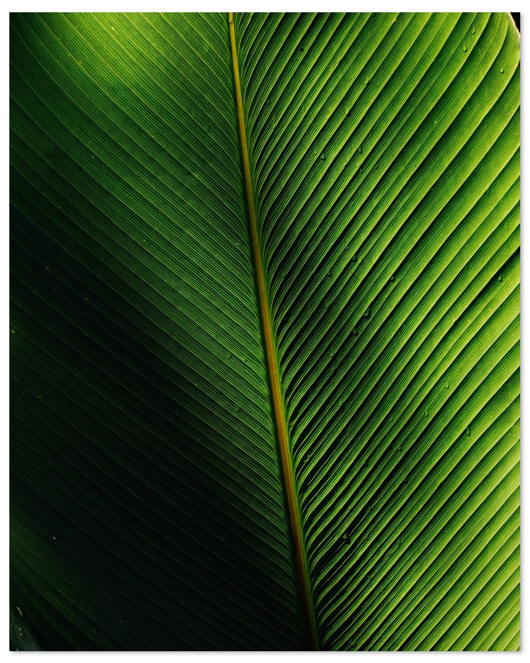 🍃