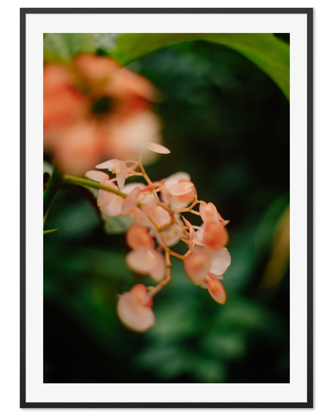 Blooming