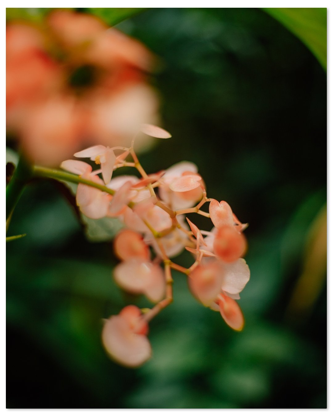 Blooming