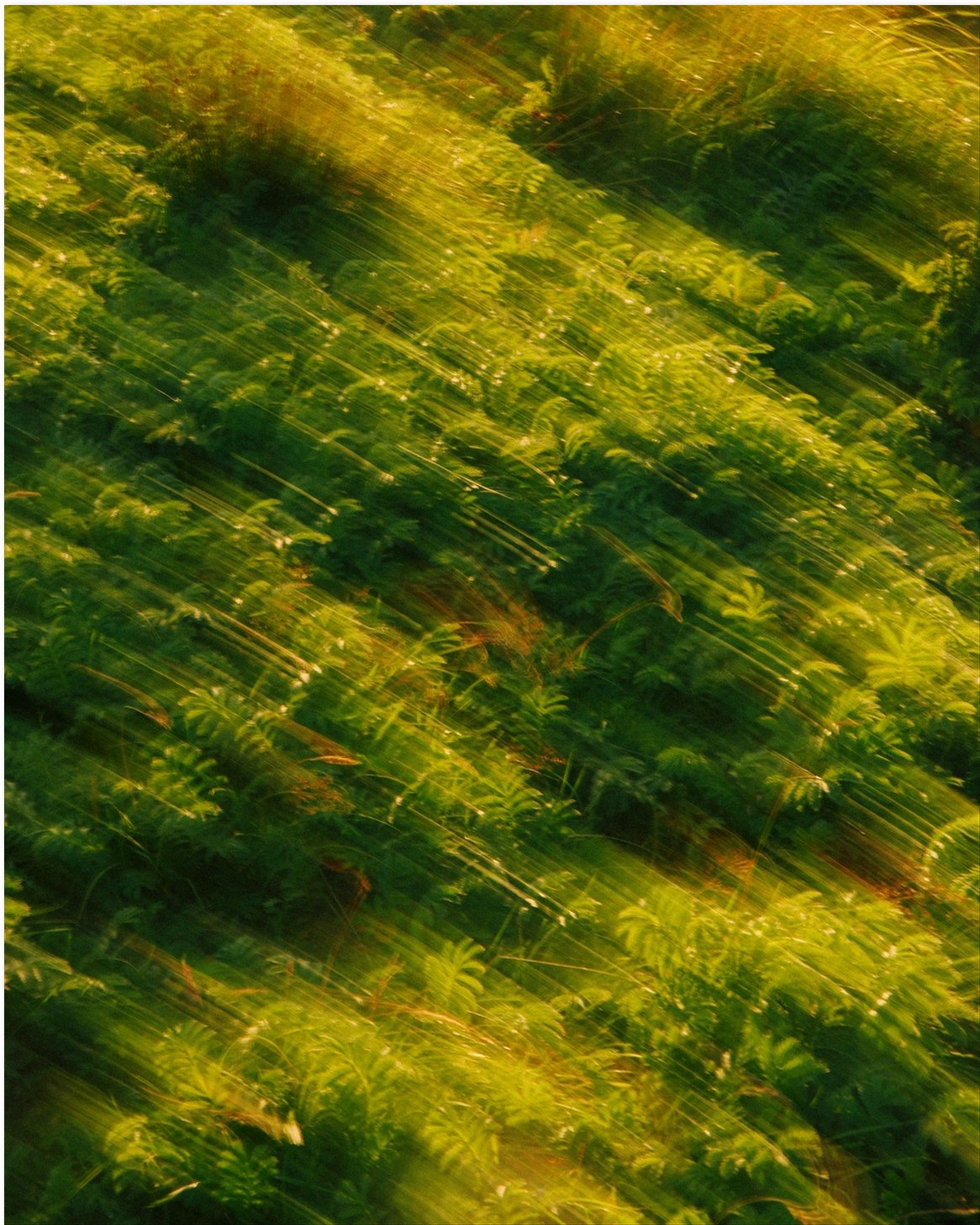 Light