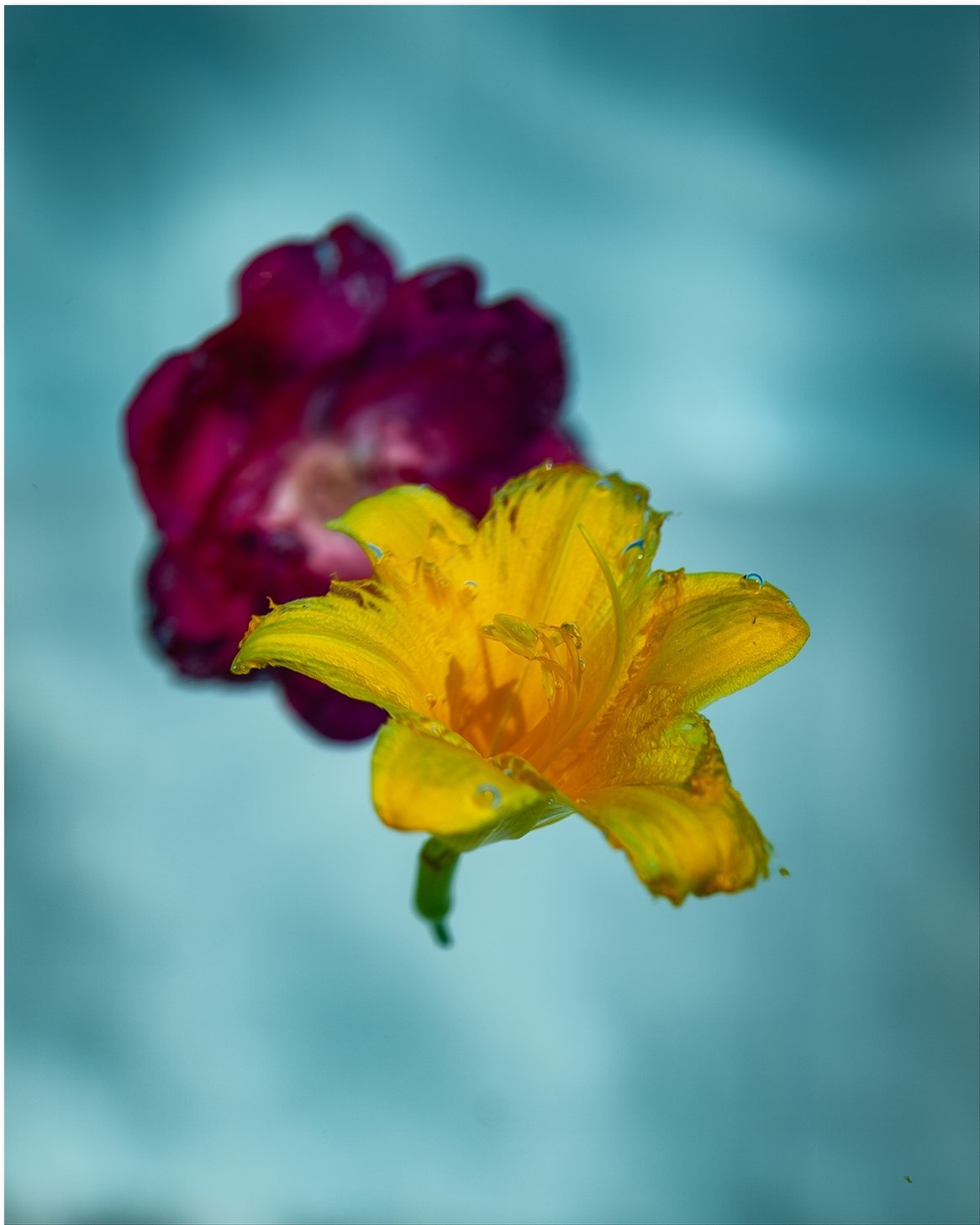 Flowers