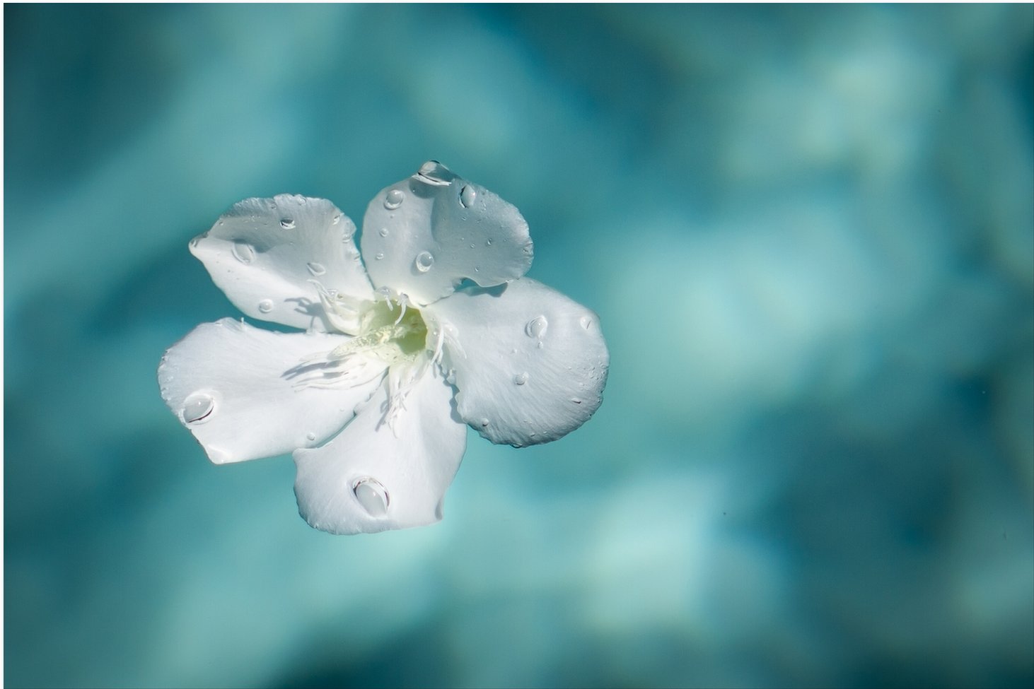Floating Flowers