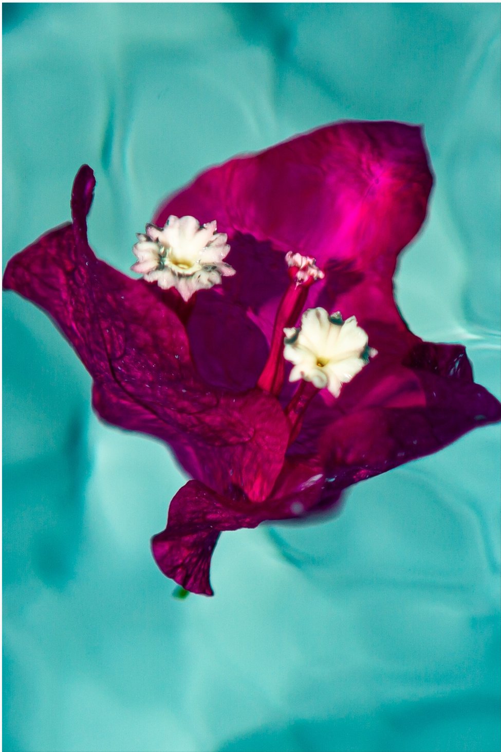 Floating Flowers