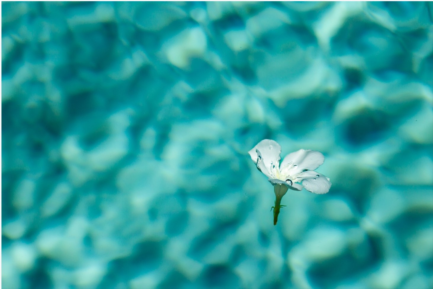 Floating Flowers