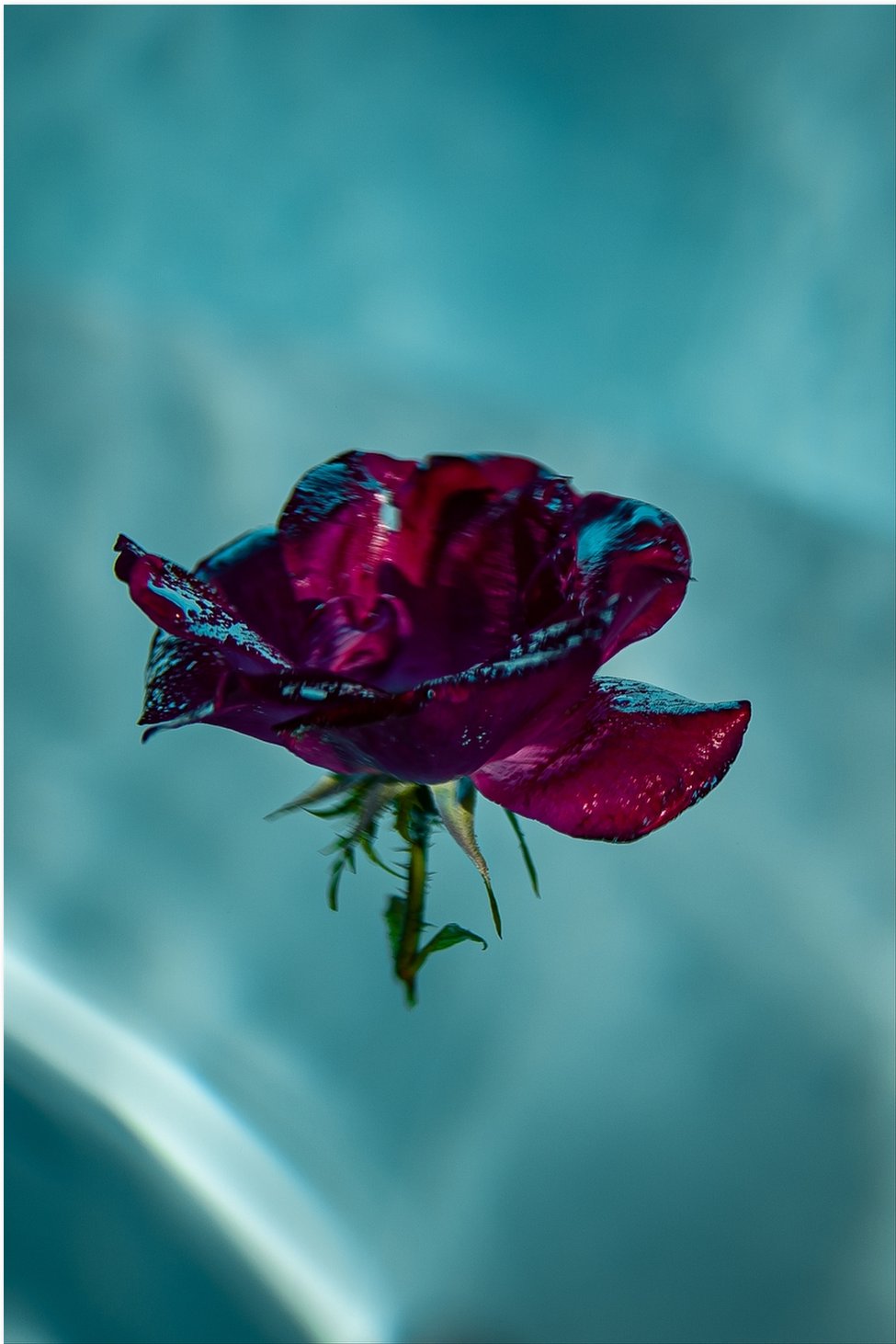 Floating Flowers