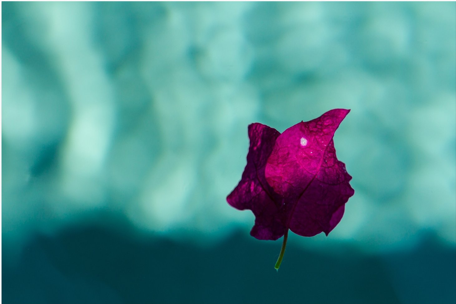 Floating Flowers