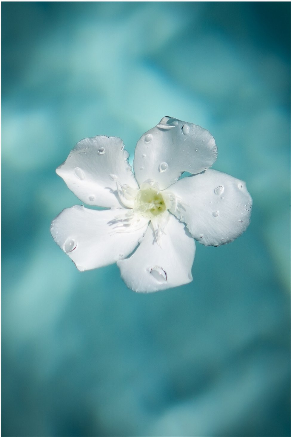 Floating Flowers